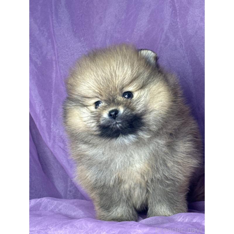 販売中の三重県のポメラニアン-448213の4枚目