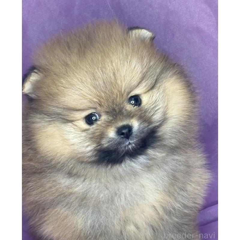 販売中の三重県のポメラニアン-448213の1枚目