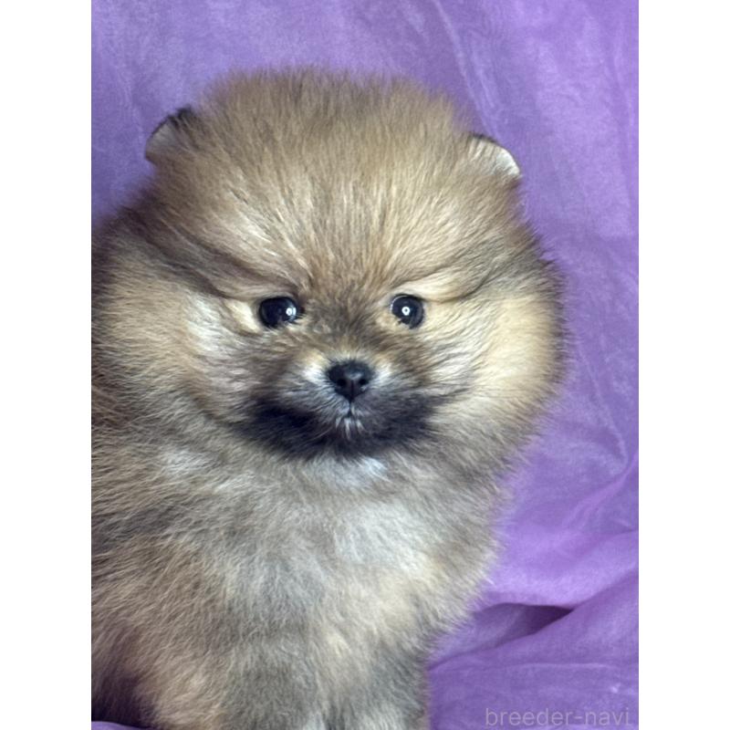 販売中の三重県のポメラニアン-448213の3枚目