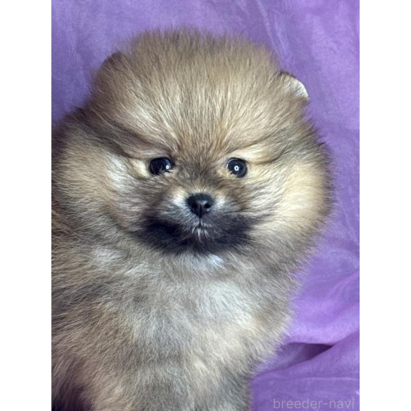 販売中の三重県のポメラニアン-448213の2枚目