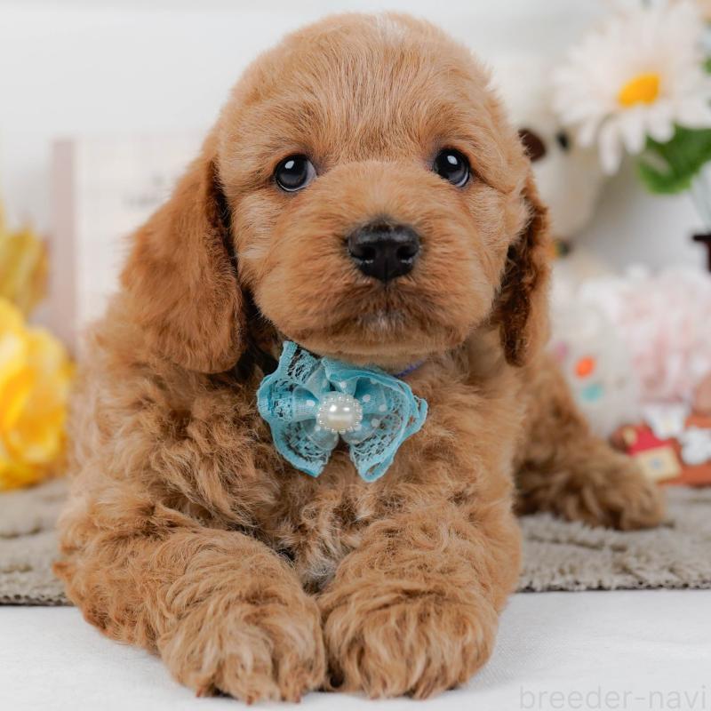 販売中の神奈川県のコッカプー:アメリカンコッカースパニエル×トイプードル-448216