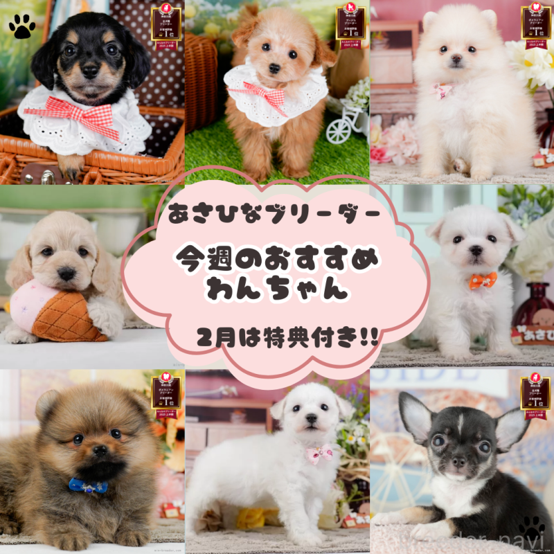 販売中の神奈川県のコッカプー:アメリカンコッカースパニエル×トイプードル-448216の3枚目