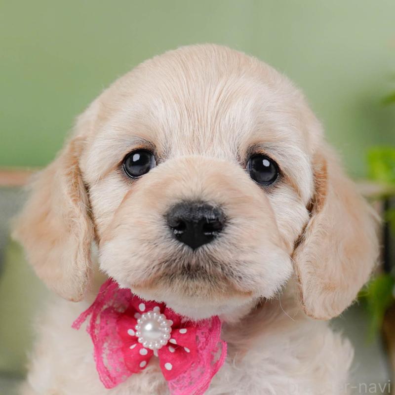 販売中の神奈川県のコッカプー:アメリカンコッカースパニエル×トイプードル-448218