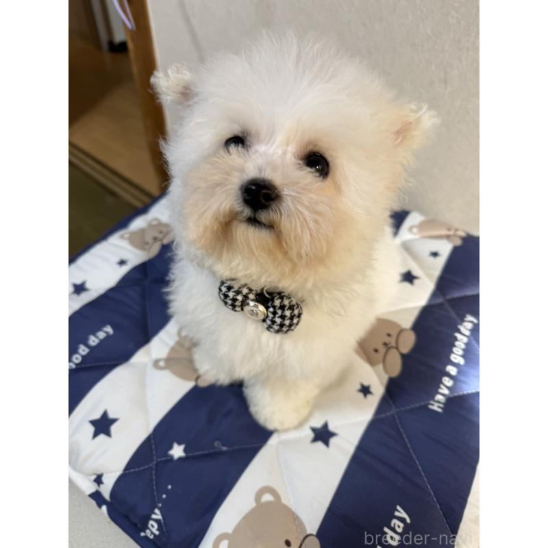 販売中の徳島県のビションフリーゼ-433731