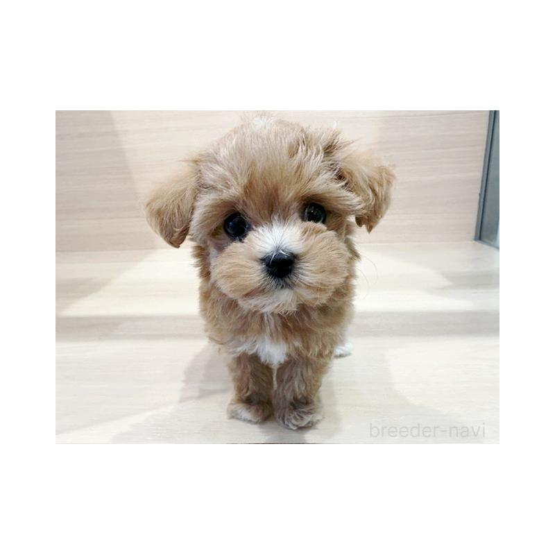 販売中ののマルプー:マルチーズ×トイプードル-448221