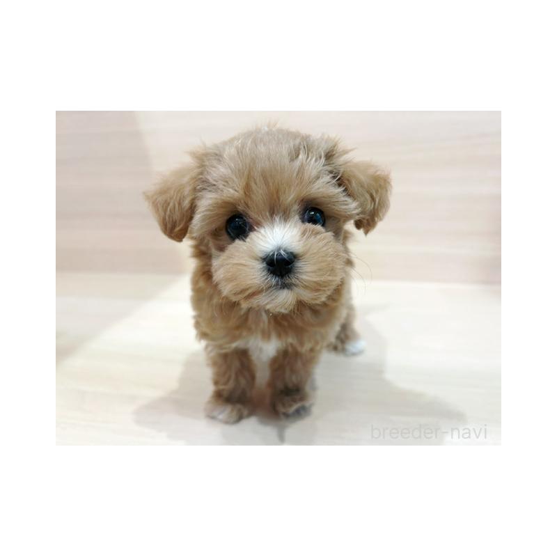 販売中の東京都のマルプー:マルチーズ×トイプードル-448221の4枚目