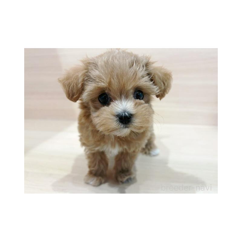 販売中の東京都のマルプー:マルチーズ×トイプードル-448221の3枚目