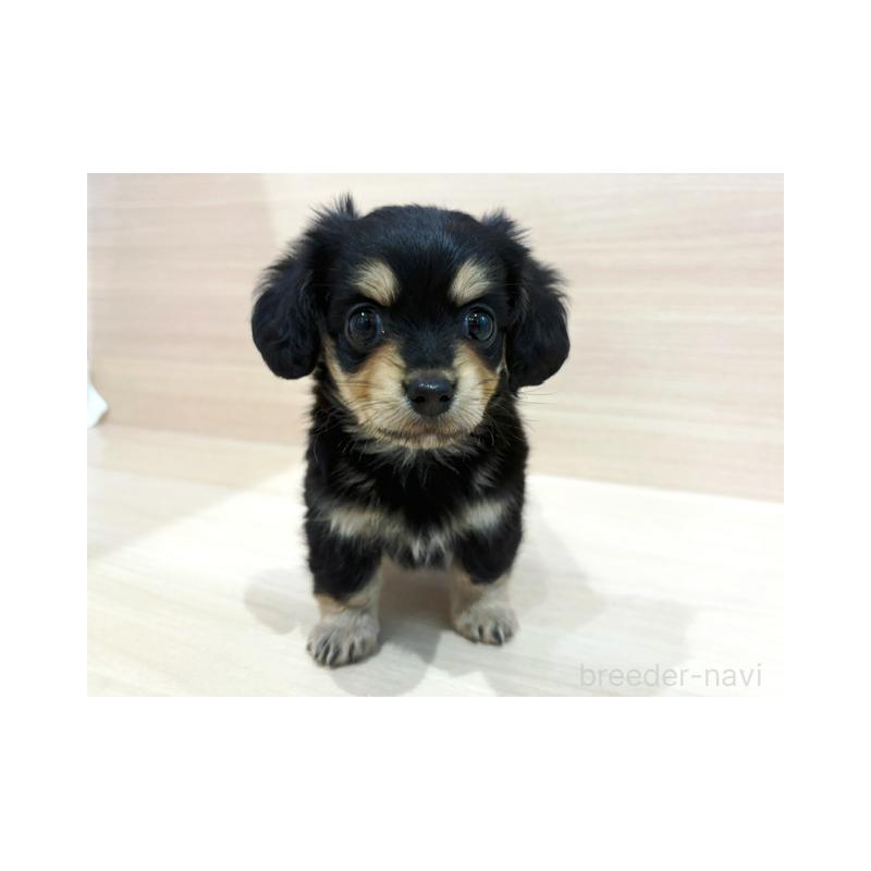 販売中の東京都のチワックス:チワワ×ミニチュアダックスフンド-448223の4枚目