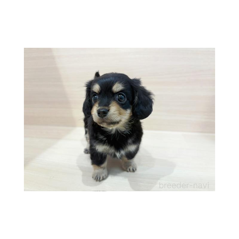 販売中の東京都のチワックス:チワワ×ミニチュアダックスフンド-448223の2枚目