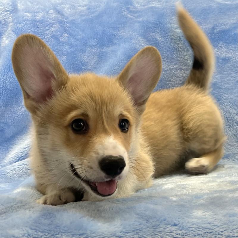 販売中の大阪府のウェルシュコーギーペンブローク-445139