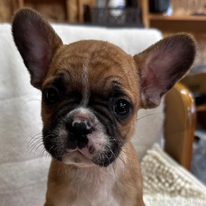 販売中の三重県のフレンチブルドッグ-432381