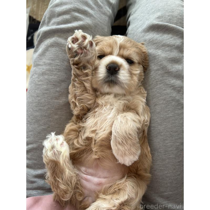 販売中の宮崎県のアメリカンコッカースパニエル-448266の3枚目