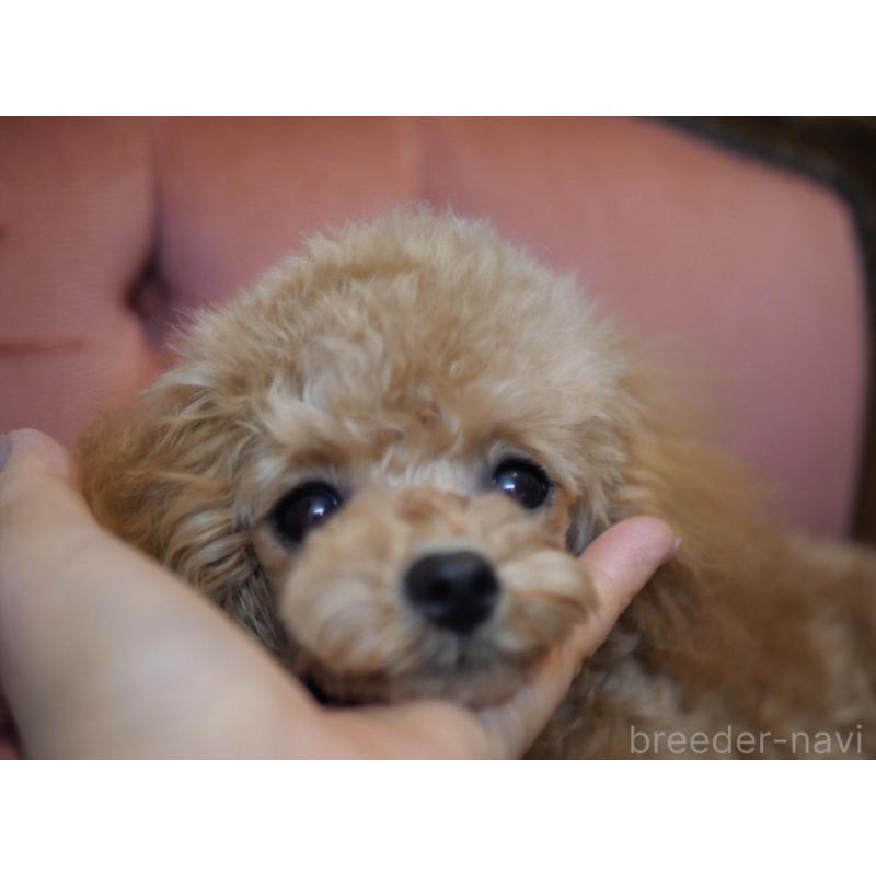 販売中の香川県のタイニープードル-448225の6枚目