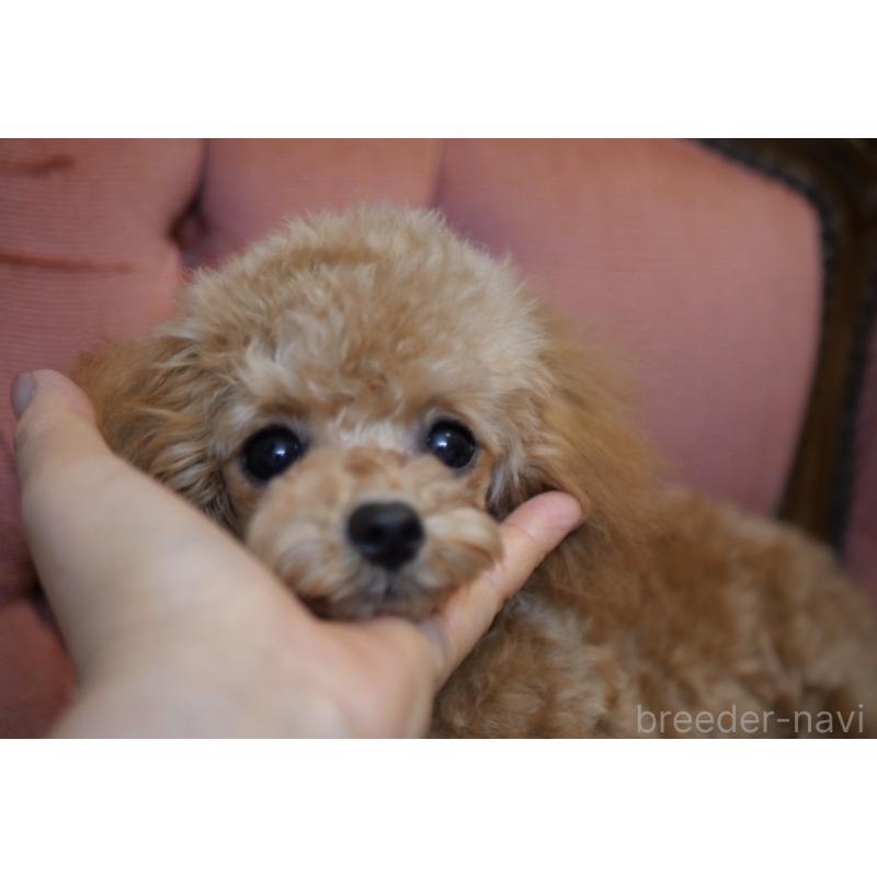 販売中の香川県のタイニープードル-448225の5枚目