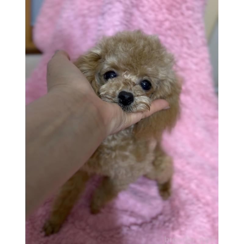 販売中の香川県のタイニープードル-448225の4枚目