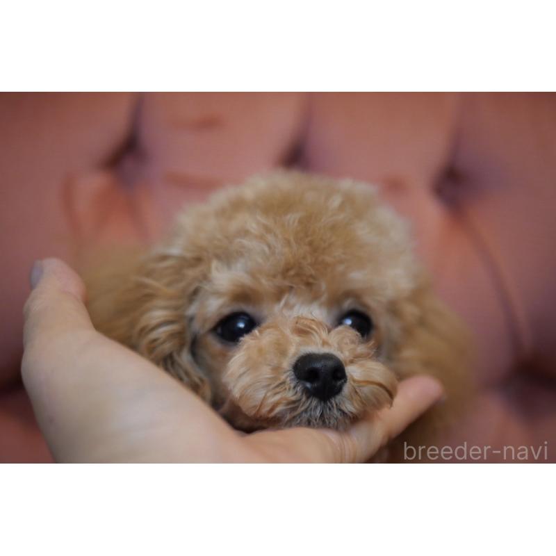 販売中の香川県のタイニープードル-448225の3枚目