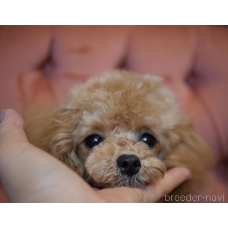 販売中の香川県のタイニープードル-448225の2枚目