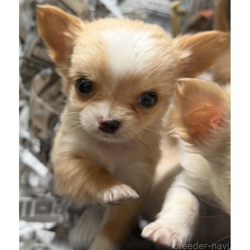 販売中の山梨県のチワワ(ロングコート)-441740