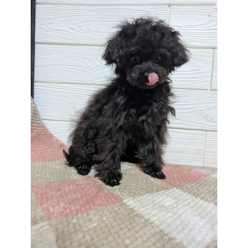 販売中の宮崎県のチワプー:チワワ×トイプードル-448228の5枚目