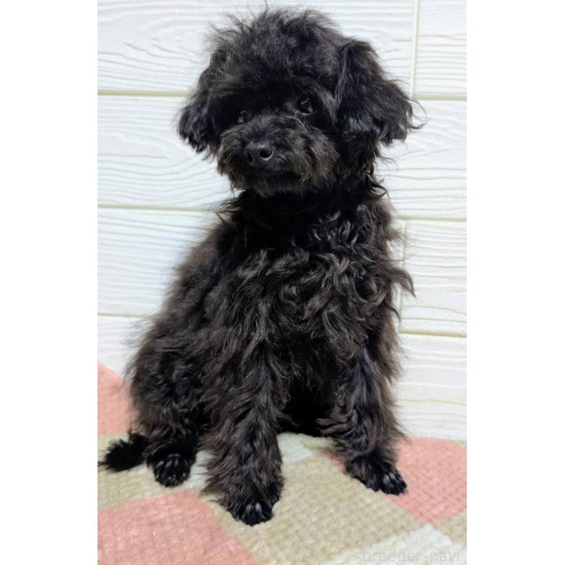 販売中の宮崎県のチワプー:チワワ×トイプードル-448228の4枚目