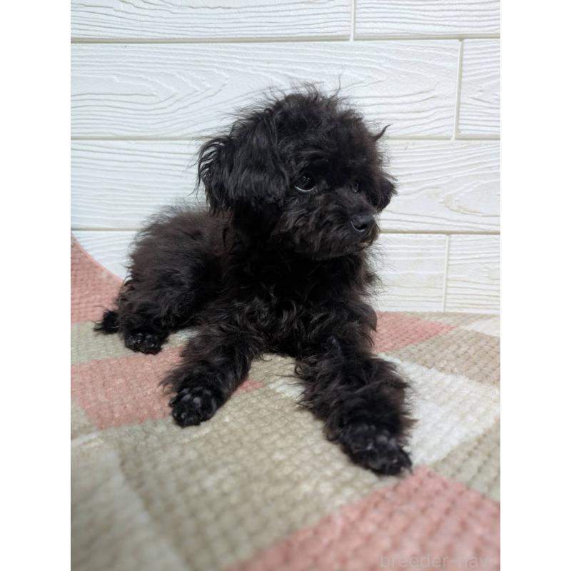 販売中の宮崎県のチワプー:チワワ×トイプードル-448228の3枚目