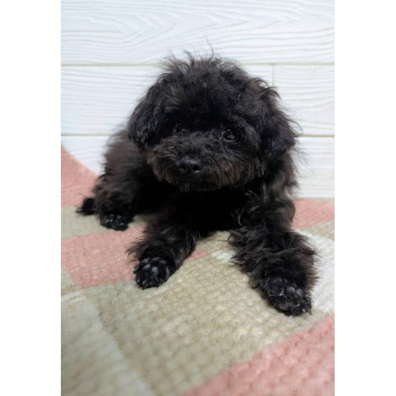 販売中の宮崎県のチワプー:チワワ×トイプードル-448228の2枚目