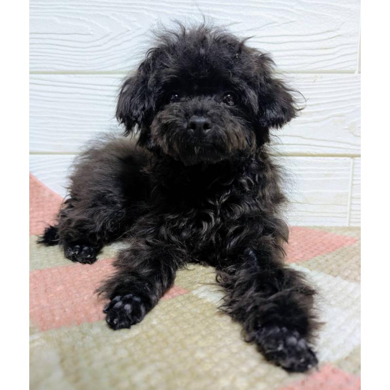 販売中の宮崎県のチワプー:チワワ×トイプードル-448228の1枚目