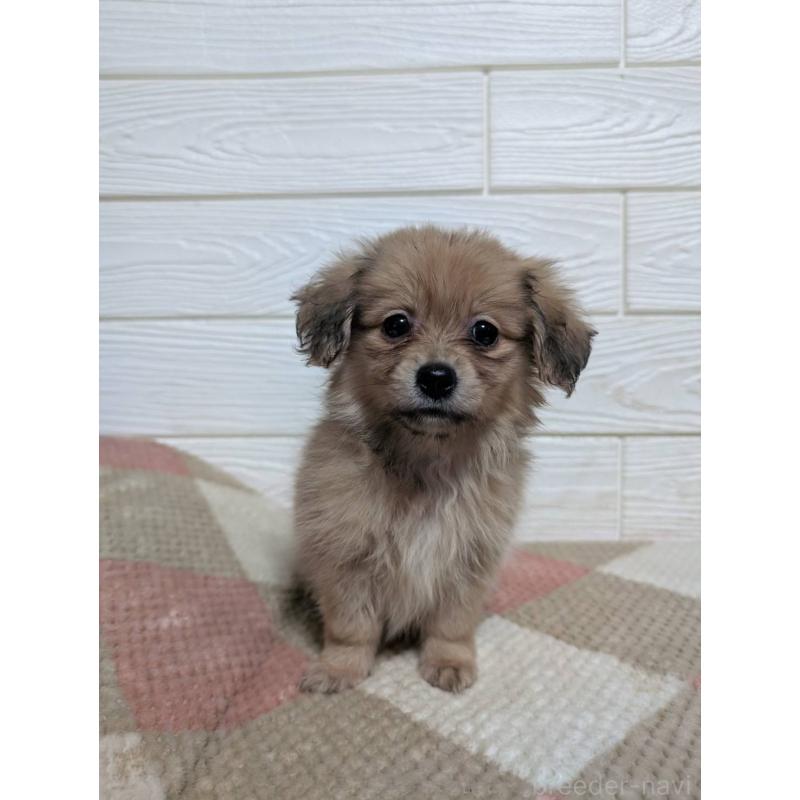 販売中の宮崎県のミックス犬-448230の5枚目