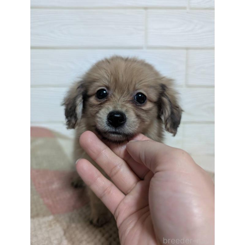 販売中の宮崎県のミックス犬-448230の4枚目