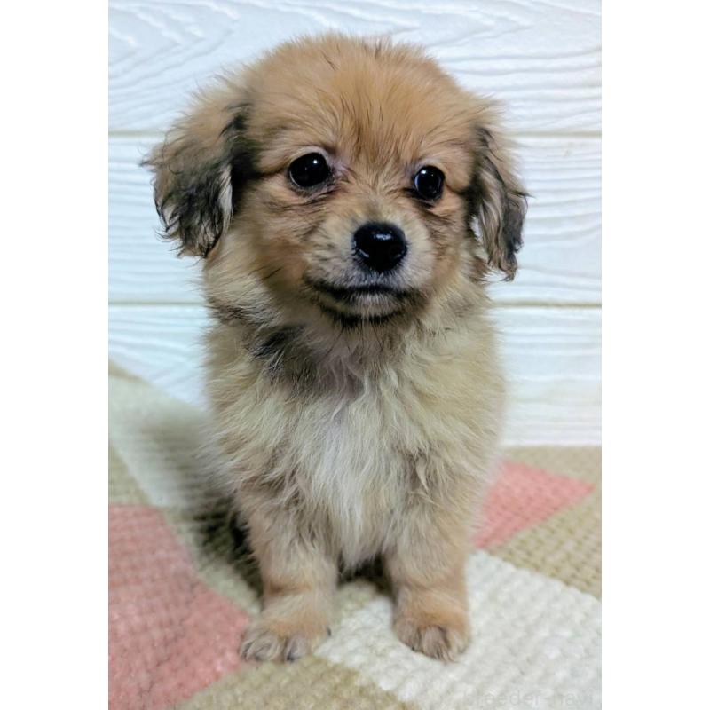 販売中の宮崎県のミックス犬-448230の3枚目