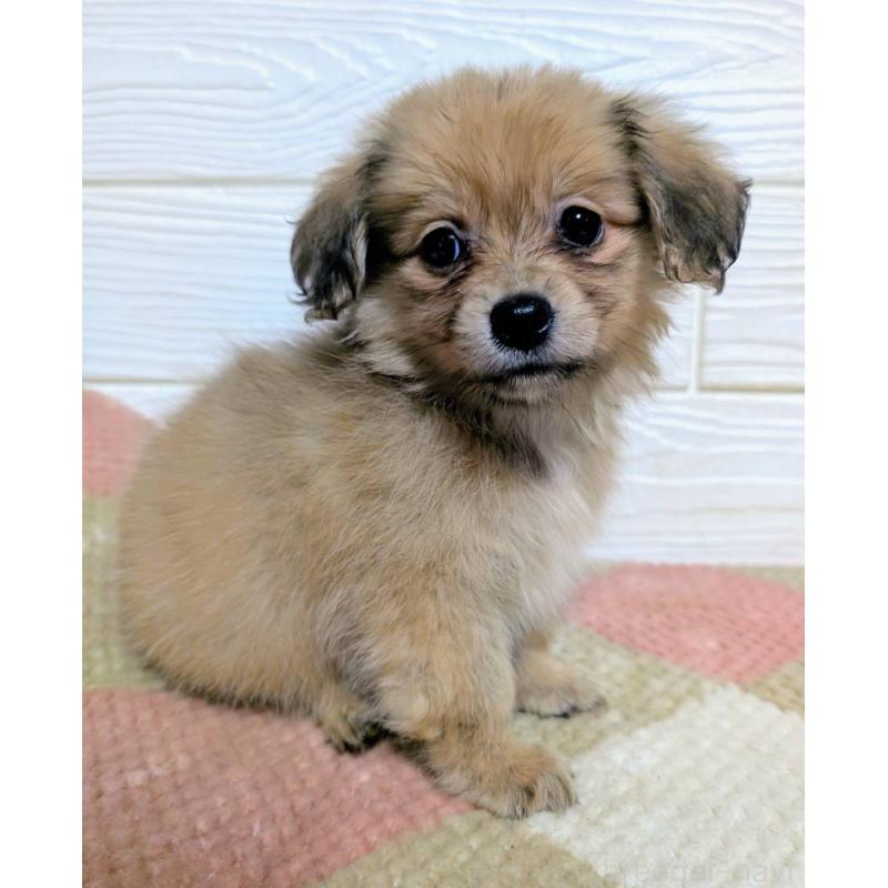 販売中の宮崎県のミックス犬-448230の2枚目