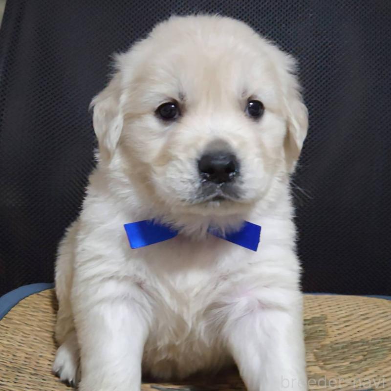 販売中の三重県のゴールデンレトリーバー-448232の1枚目