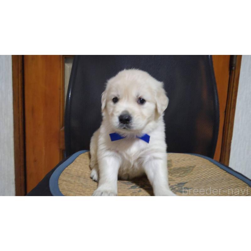 販売中の三重県のゴールデンレトリーバー-448232の9枚目