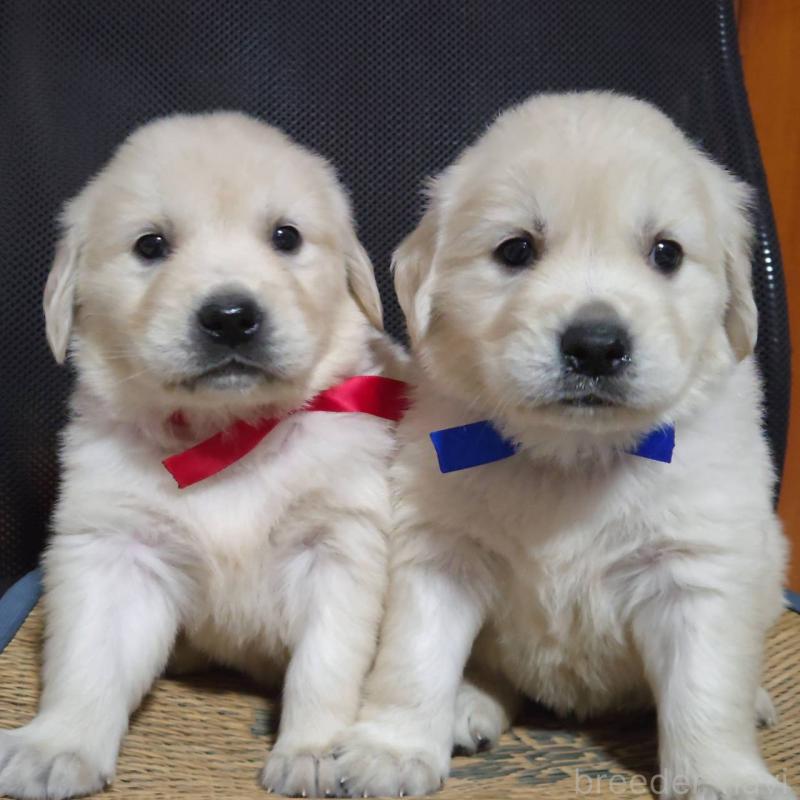 販売中の三重県のゴールデンレトリーバー-448232の8枚目