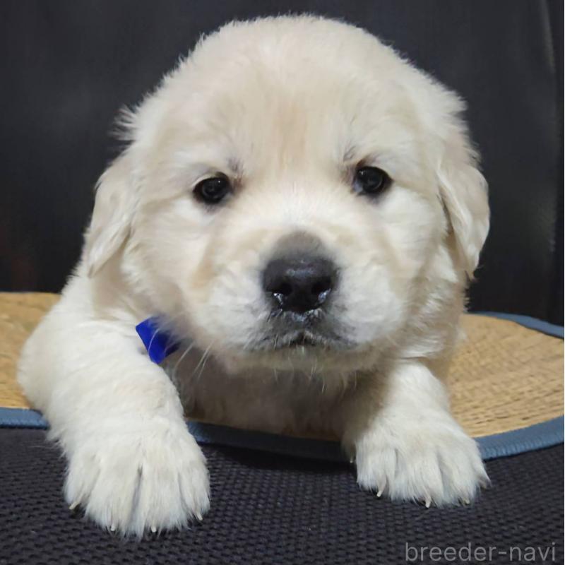 販売中の三重県のゴールデンレトリーバー-448232の5枚目