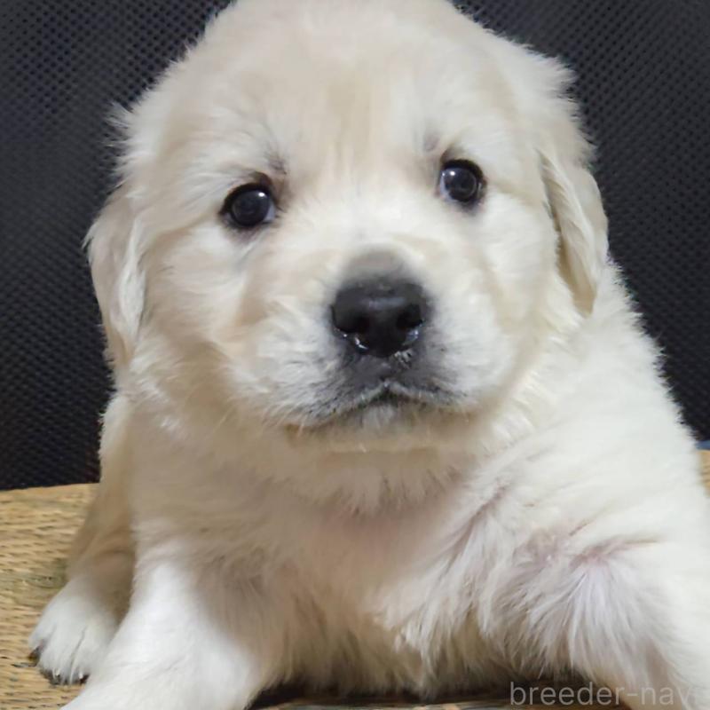 販売中の三重県のゴールデンレトリーバー-448232の4枚目