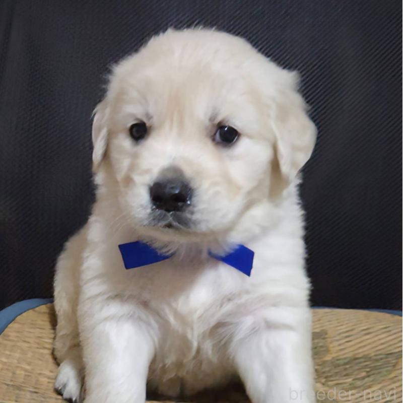 販売中の三重県のゴールデンレトリーバー-448232の3枚目