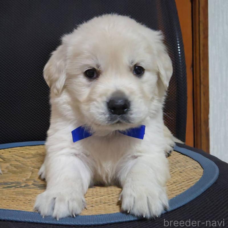 販売中の三重県のゴールデンレトリーバー-448232の2枚目