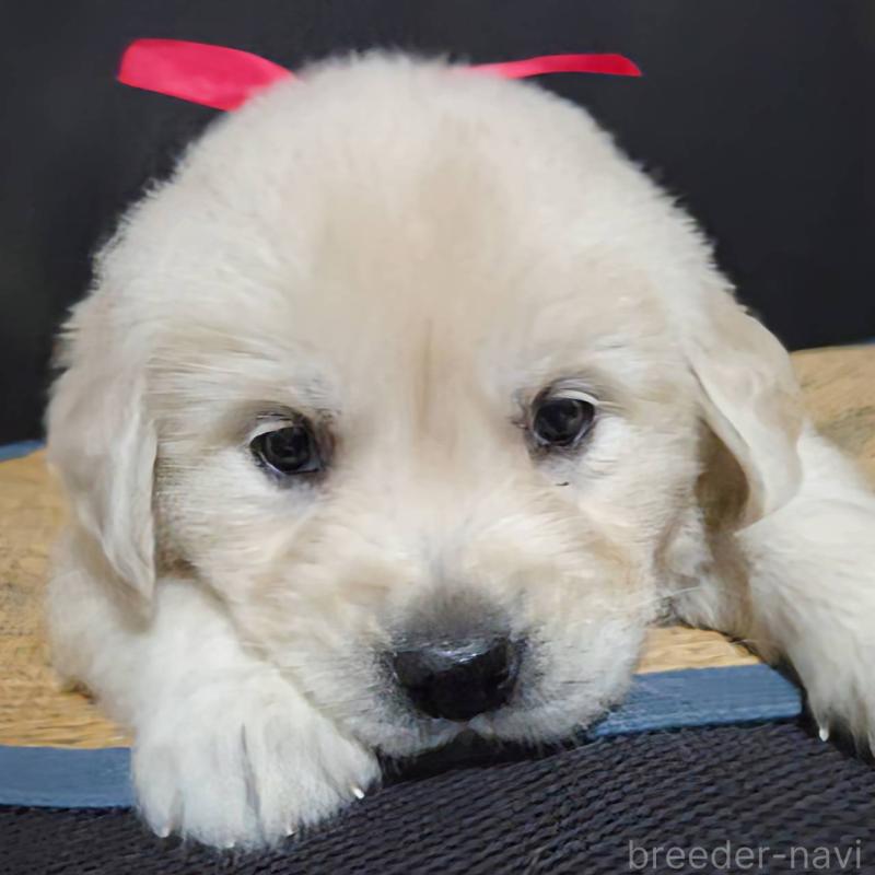 販売中の三重県のゴールデンレトリーバー-448233の6枚目