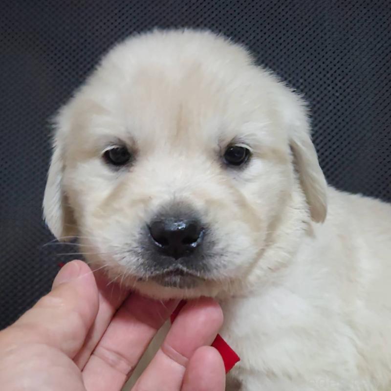 販売中の三重県のゴールデンレトリーバー-448233の4枚目