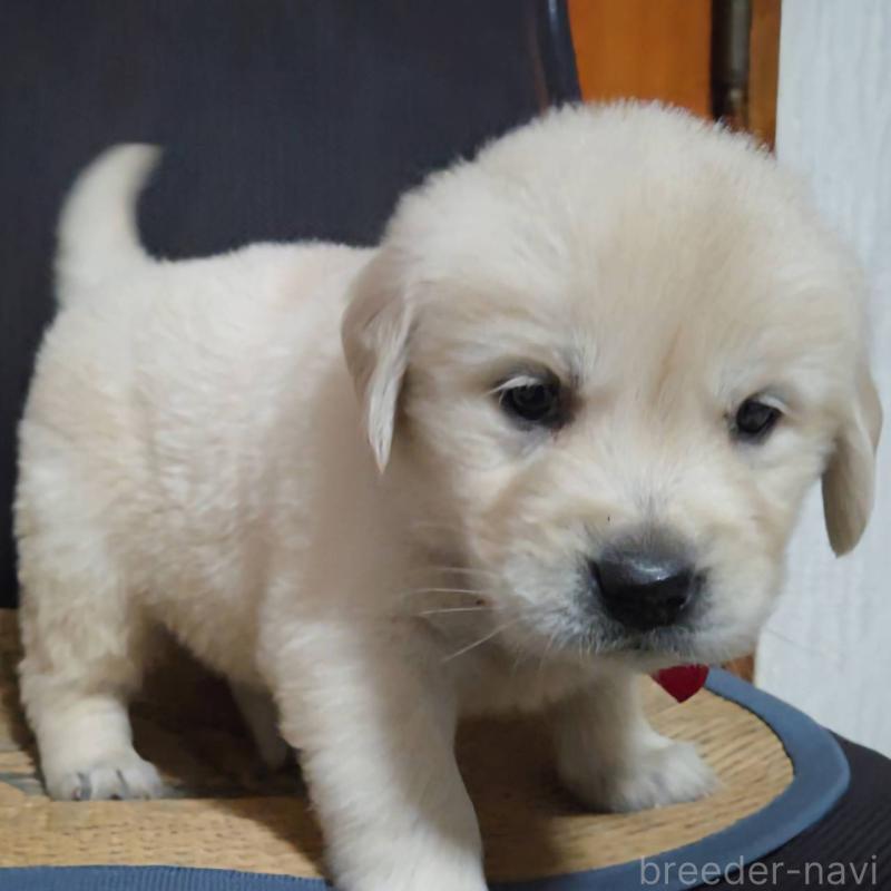 販売中の三重県のゴールデンレトリーバー-448233の3枚目