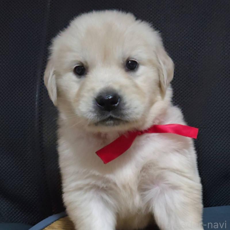 販売中の三重県のゴールデンレトリーバー-448233