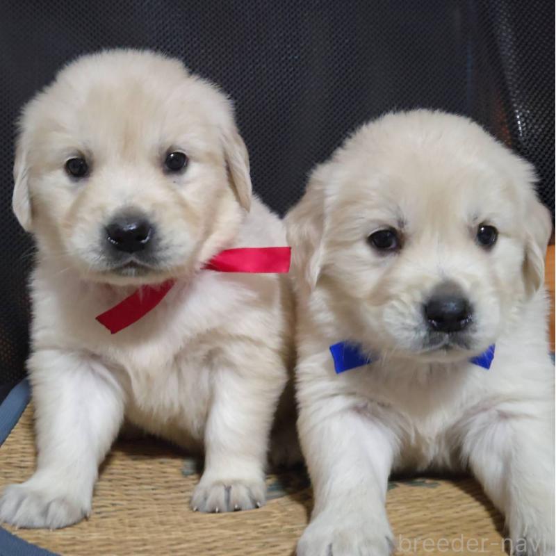 販売中の三重県のゴールデンレトリーバー-448233の2枚目