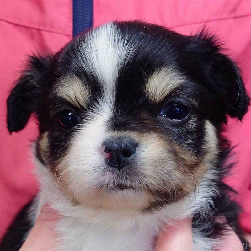 販売中の山口県のチワワ(ロングコート)-445888