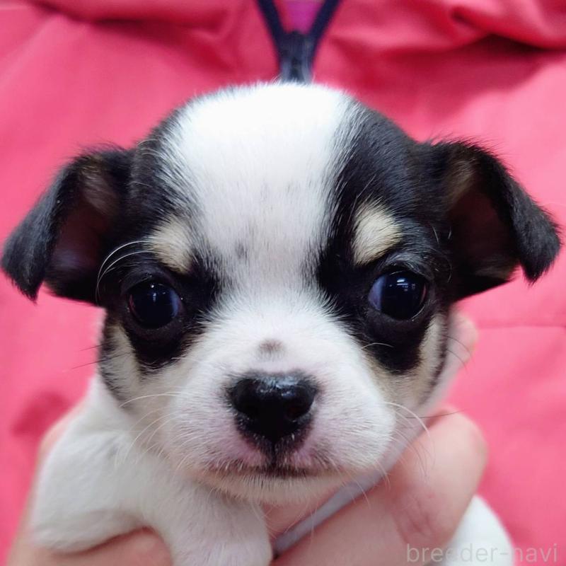 販売中の山口県のチワワ(スムースコート)-445886