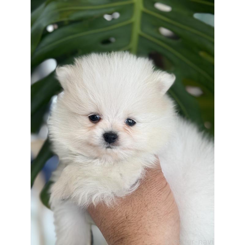 販売中の静岡県のポメラニアン-446155