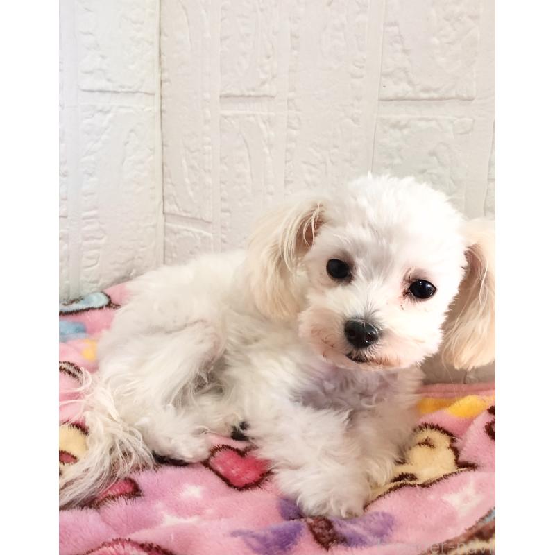 販売中の北海道のミックス犬-448238の3枚目