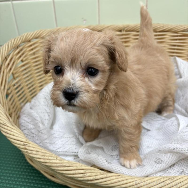 販売中の岐阜県のマルプー:マルチーズ×トイプードル-448236の5枚目