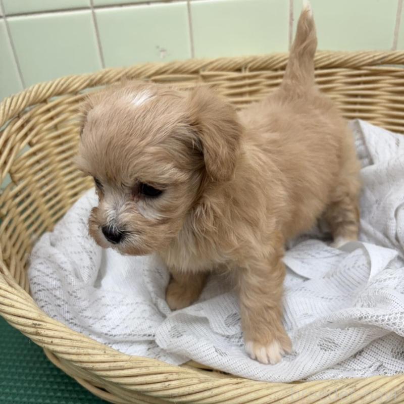 販売中の岐阜県のマルプー:マルチーズ×トイプードル-448236の4枚目