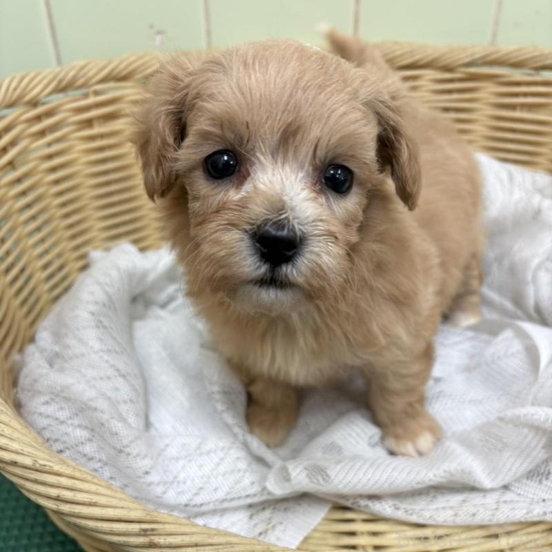 販売中の岐阜県のマルプー:マルチーズ×トイプードル-448236の3枚目